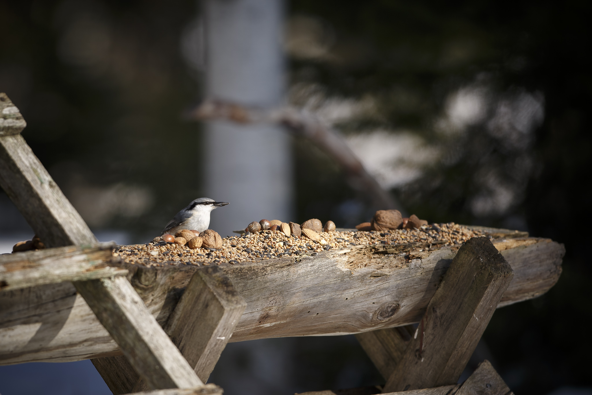 Canon 1dx, 300 f/2.8 is II @f/2.8. ISO 100. Nuthatch